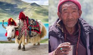 Composition and recipe for making Tibetan tea with milk and salt Tea with salt and milk Tibet