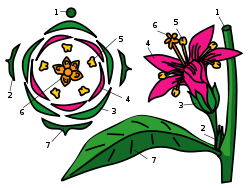 Fitur biologis menggambar struktur bunga Iris