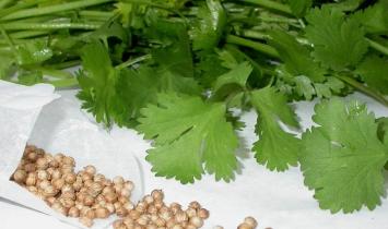Growing cilantro in open ground How to plant coriander in open ground