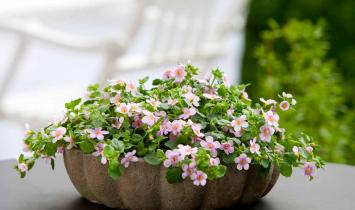 Bacopa ampelous and aquarium growing from seeds, planting and care
