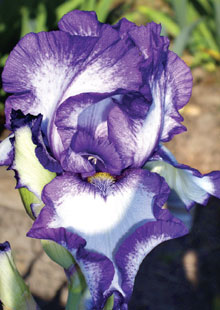 Mari kita menyentuh pada pemilihan iris berjanggut tinggi. Struktur iris berjanggut.