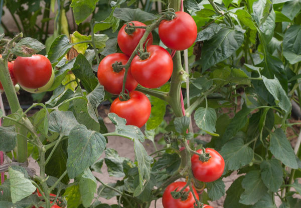 Infusión de tapas de tomate y otras verduras contra plagas de jardín Infusión de hojas de tomate para rociar