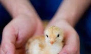 Ką reiškia sapne matytas viščiukas ar viščiukai?