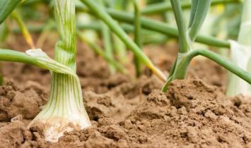 Metody uprawy gleby gliniastej