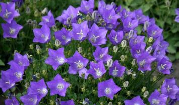 Perennial bells: planting and care