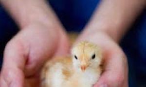 Ką reiškia sapne matytas viščiukas ar viščiukai?
