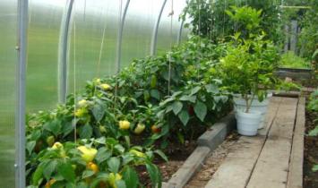 Proper arrangement of the greenhouse inside - comfortable work and a rich harvest. How to best equip a greenhouse