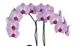 Apakah jenis orkid