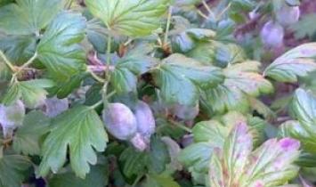 How to treat gooseberries against powdery mildew in spring and summer?